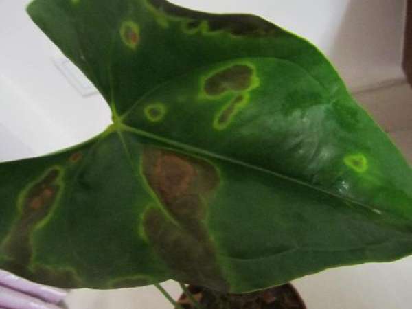 Anthurium bacterial wilt