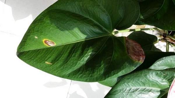 Anthurium bacterial wilt