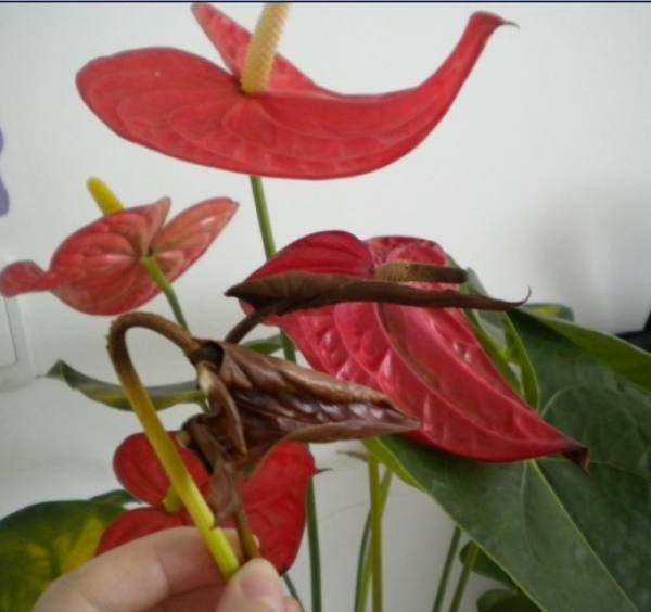 Anthurium bacterial wilt