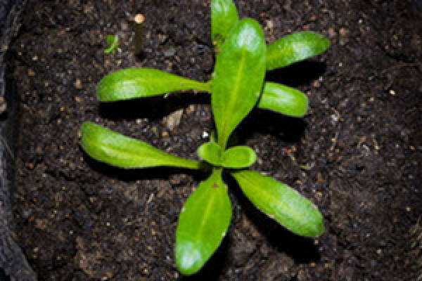 Occurrence and growth of cotyledon