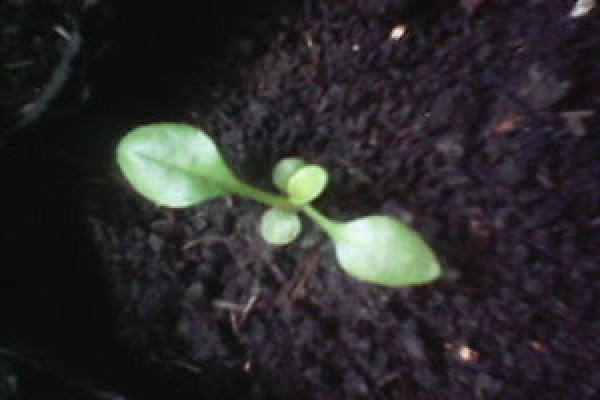 Occurrence and growth of cotyledon