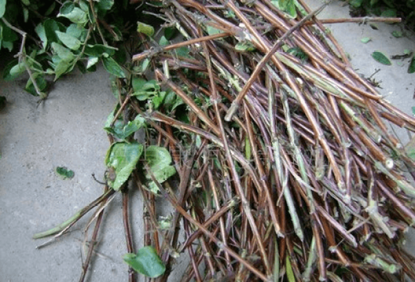 Honeysuckle cuttings