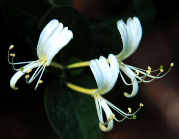 Honeysuckle cuttings