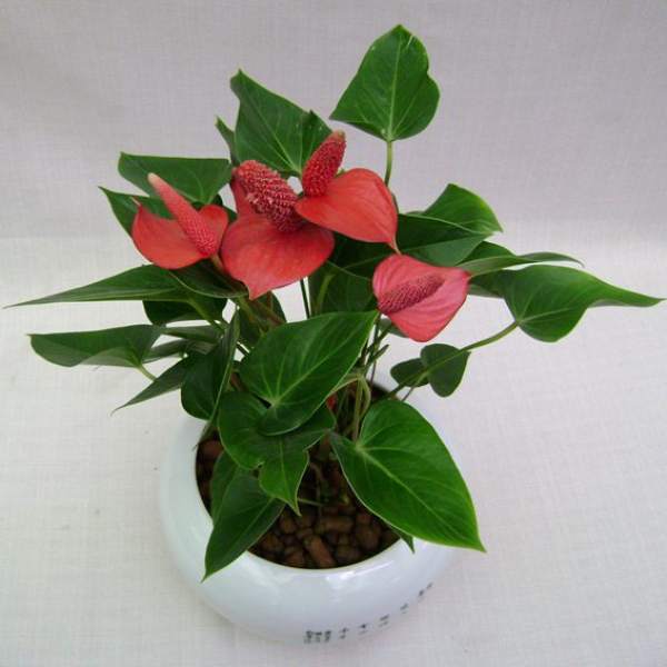 Temperature Requirement for Cultivation of Anthurium andraeanum