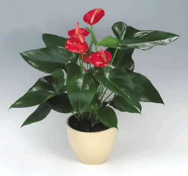 Temperature Requirement for Cultivation of Anthurium andraeanum