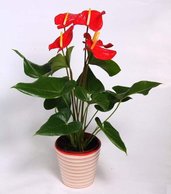 Temperature Requirement for Cultivation of Anthurium andraeanum