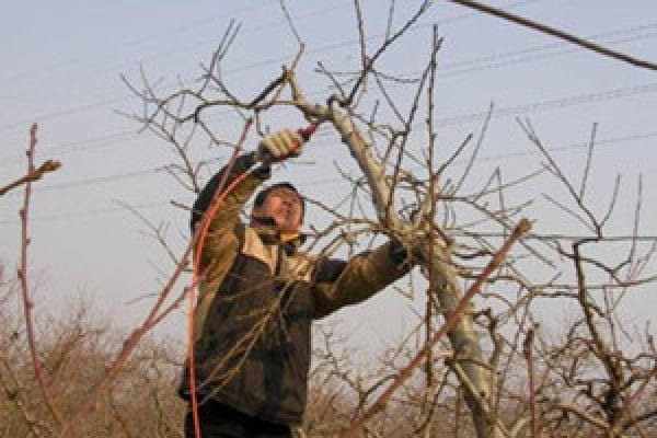 Pruning peach blossom