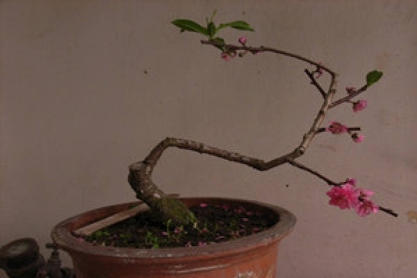 prune peach blossom