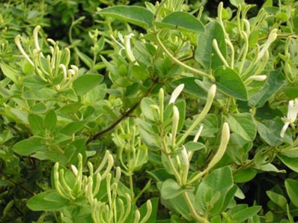 High Quality Honeysuckle