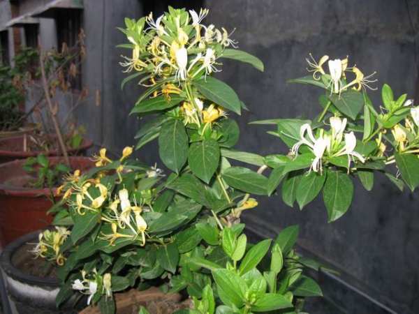 Unpruned honeysuckle