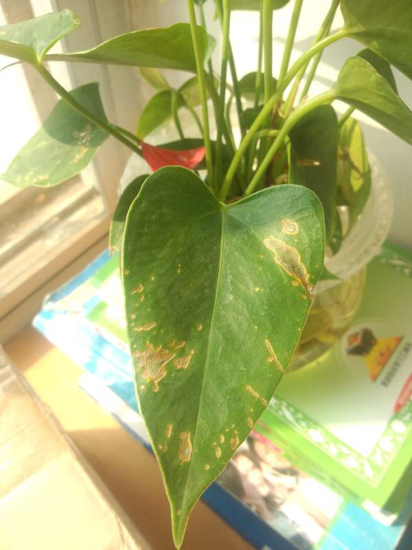Yellow leaves of water cultured Anthurium andraeanum