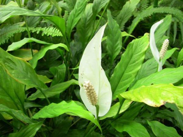 The Hulk White Palm