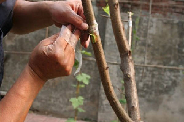 Peach cutting propagation