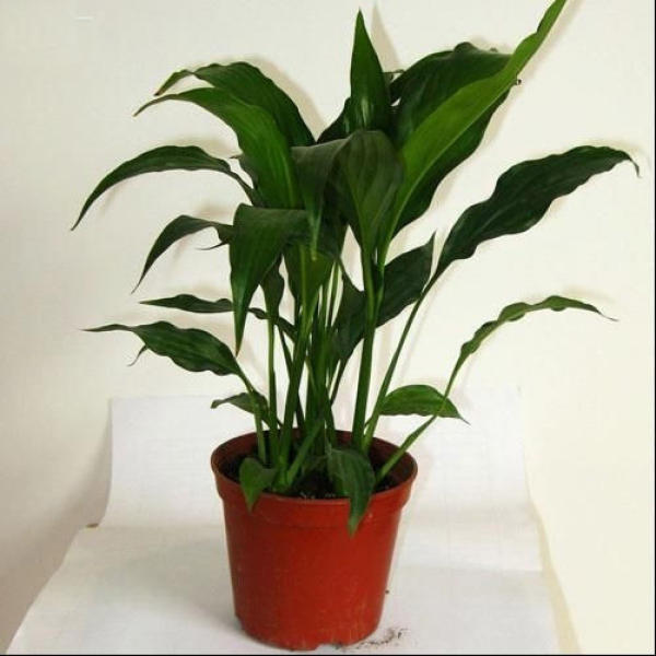 The Hulk White Palm