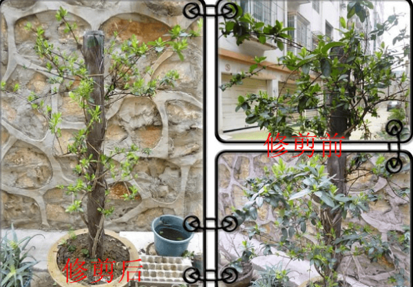 Pruning of honeysuckle