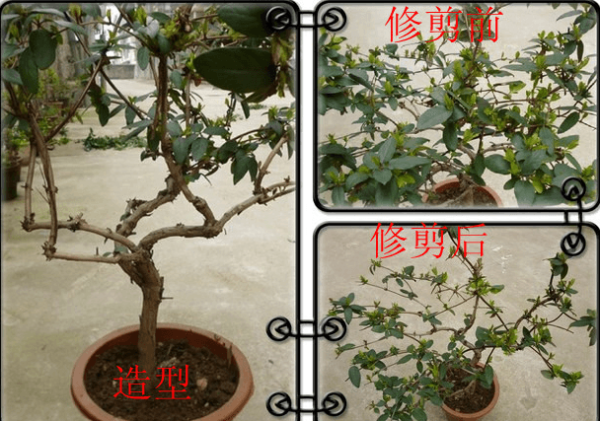 Pruning of honeysuckle