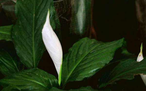 flower language of Spathiphyllum