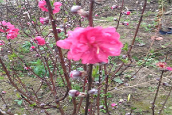 Cultivation of Peach Blossom Seedlings