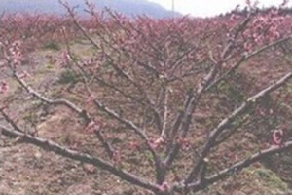 cultivation of peach blossom seedlings
