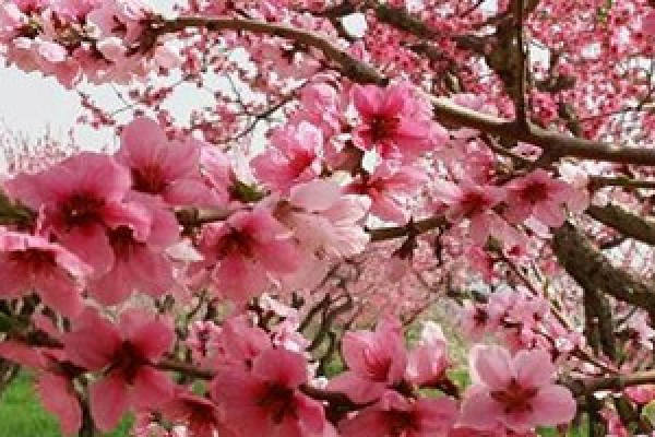Cultivation of Peach Blossom Seedlings