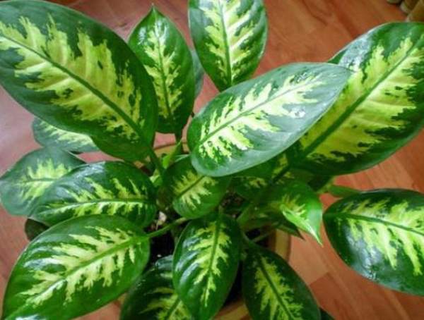 Dieffenbachia japonica