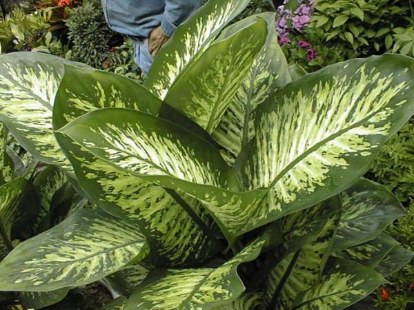 Dieffenbachia japonica