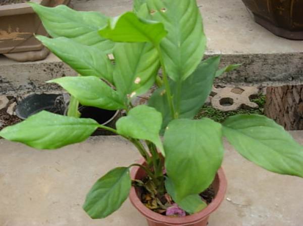Dieffenbachia japonica