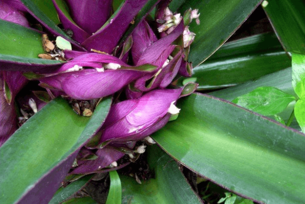 Dieffenbachia japonica
