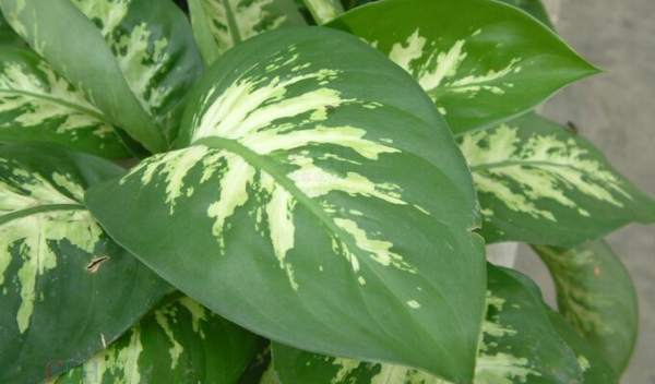 Dieffenbachia japonica