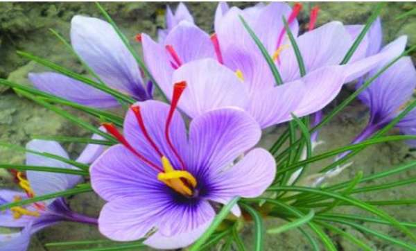 Bulb Propagation of Crocus sativus L.