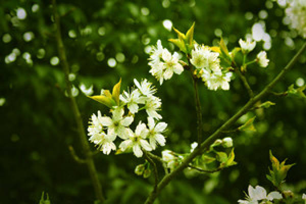 Qi Li Xiang in full bloom