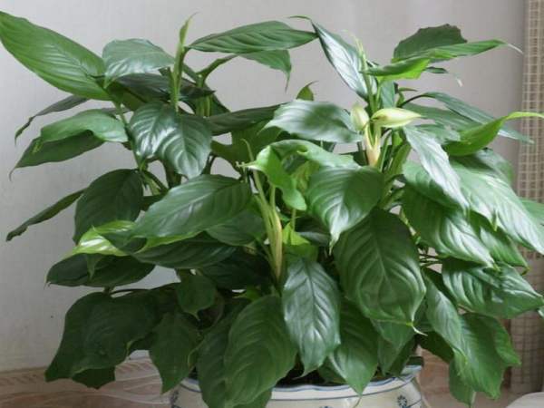 everpothos