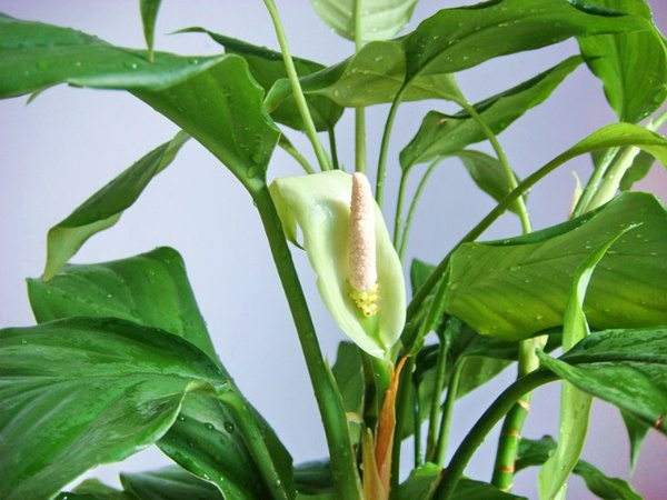 everpothos