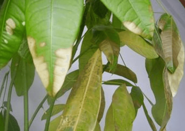 Evergreen leaves turn yellow.