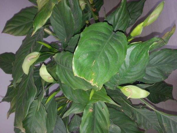 Evergreen leaves turn yellow.