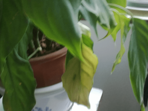 Evergreen leaves turn yellow.