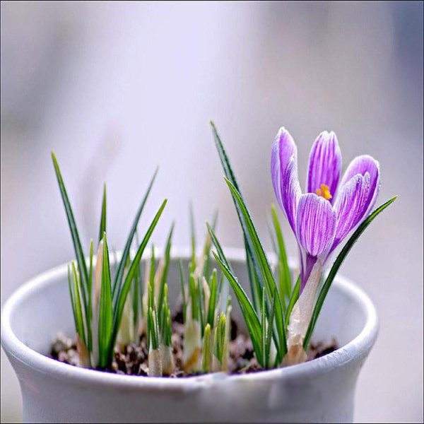 Potted saffron