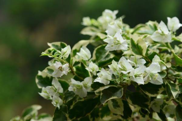 Bougainvillea glauca