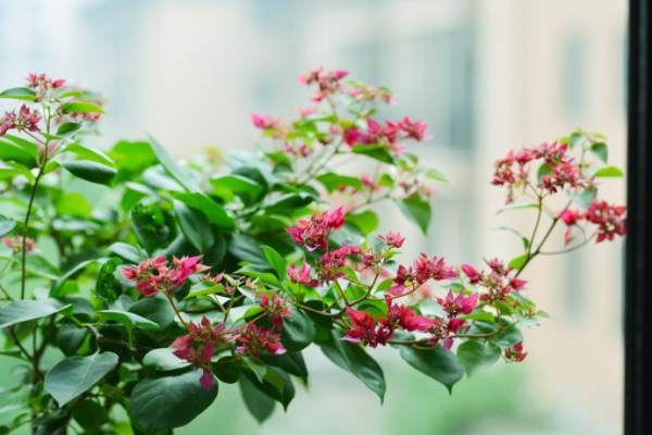 Bougainvillea glauca