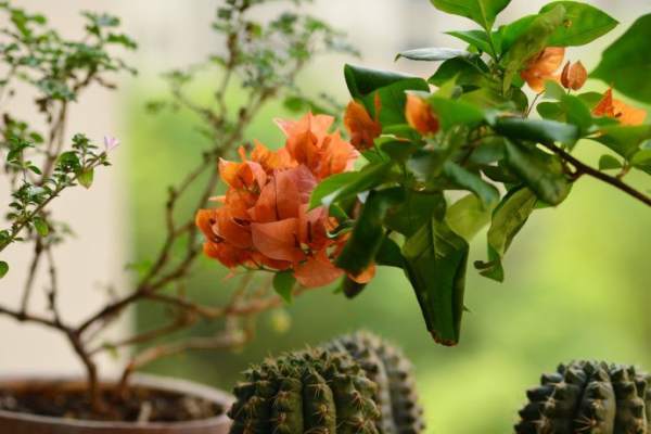 Bougainvillea glauca