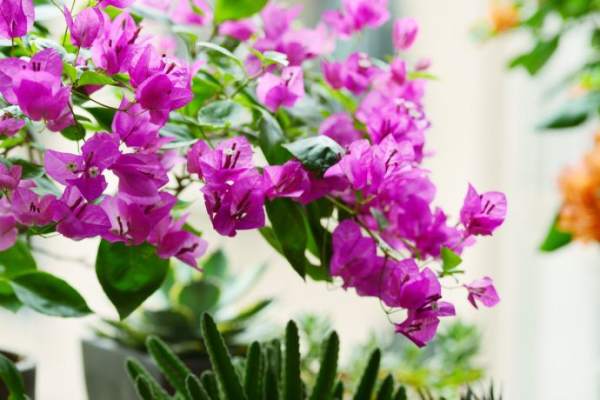 Bougainvillea glauca