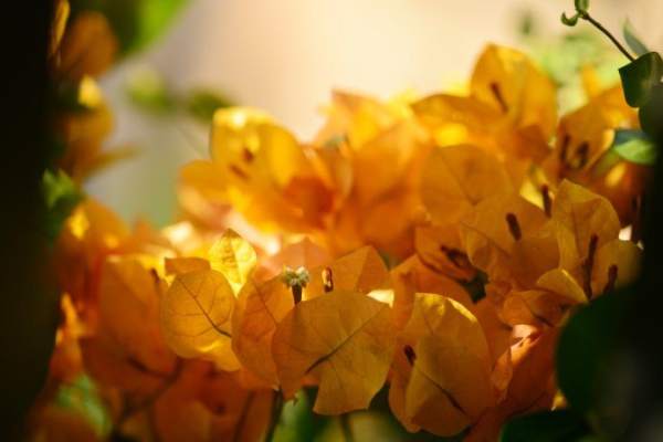 Bougainvillea glauca