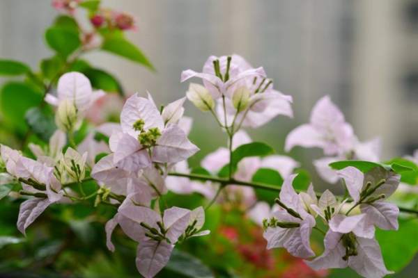 Bougainvillea glauca