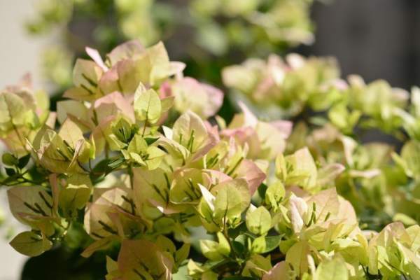 Bougainvillea glauca