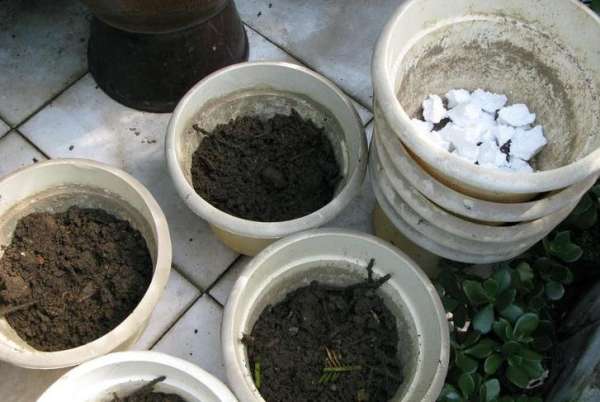 Sorting soil for preparation of basin with triangle plum
