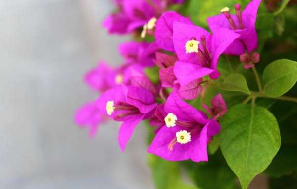 Potted Bougainvillea