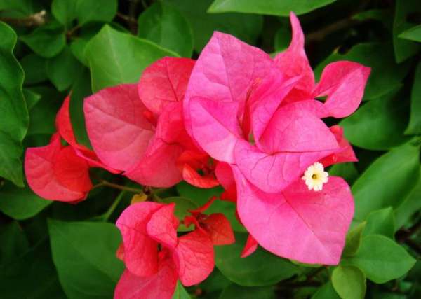 potted Bougainvillea