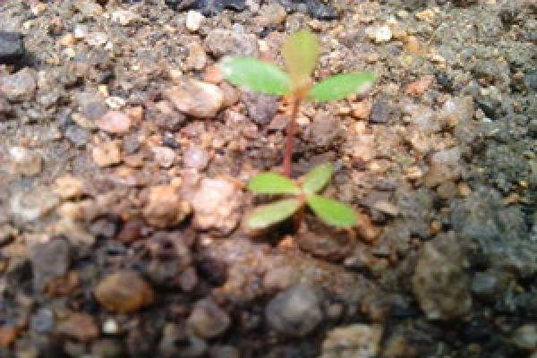 Qilixiang Germination