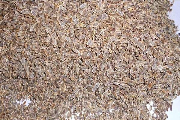 Qilixiang Germination