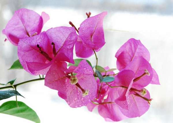 The entrance time of Bougainvillea